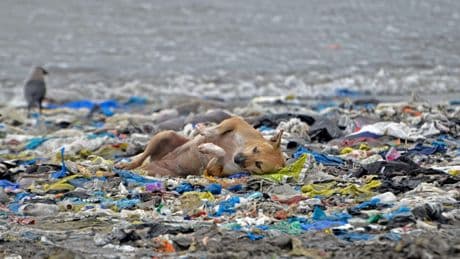 Olieproducerende landen blokkeren mega-deal om plastic-vervuiling te beperken: ’Historische kans gemist’