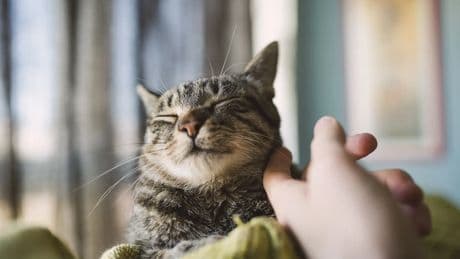 ¿Tienen cosquillas los gatos? Esto es lo que dice la ciencia