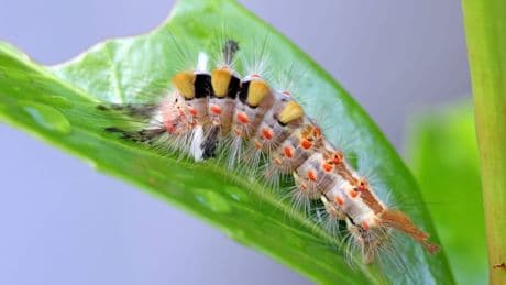 Von der Raupe zum Schmetterling: Welche Pflanzen bei der Entwicklung helfen