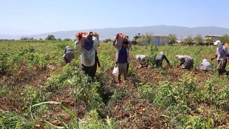 Termometreler 45 dereceyi gösteriyor onlar 6 saat ter döküyor! Saati 250 TL’ye ekmek mücadelesi veriyorlar