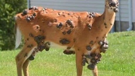 Now mutant DEER spotted with gruesome pus-filled sores after plague of ‘zombie squirrels’ overruns gardens
