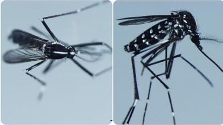 Chikungunya virüsünün görüldüğü ülkeler: Chikungunya virüsü nedir, belirtileri neler?