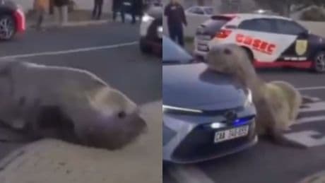 Un elefante marino de dos toneladas recorre las calles de Ciudad del Cabo