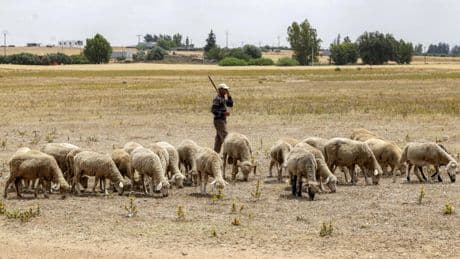 Le Maroc célèbre un Aïd el-kebir sans sacrifice du mouton après l’appel du roi Mohammed VI