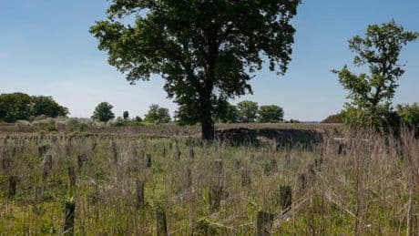 Forêts : le gouvernement cède à la pression d’acteurs économiques et crée des crédits carbone fictifs