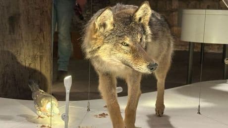 Wolf die na aanrijding werd doodgeschoten is opgezet te zien in Nijmeegs museum