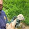 Un bébé vautour fauve a fait son apparition dans un zoo de Normandie