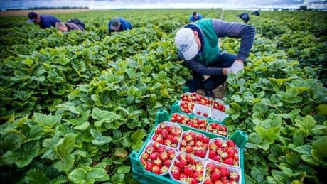 Arbeitsmarkt: 90 statt 70 Tage sozialversicherungsfrei: Neuregelung für Erntehelfer soll Landwirte entlasten