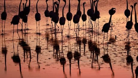 Biologie: Hält Reisen jung? Flamingos offenbar schon