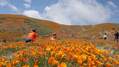 It's not a total bust for wildflowers. Find a hidden field of poppies right in L.A. County