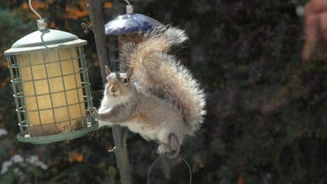 Eight ways to stop squirrels eating the bird food in your garden