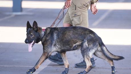 Some sniffer dogs at the Club World Cup outfitted with booties to protect their paws from the heat