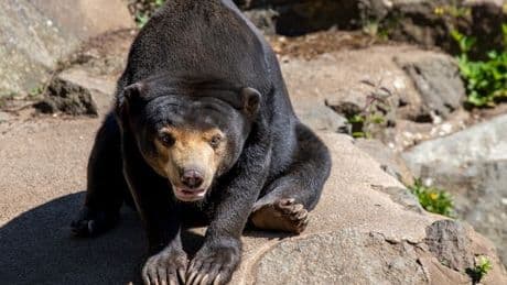 Edinburgh Zoo sun bear in remission following terminal cancer diagnosis