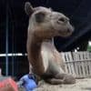 Watch: Camel learns to walk again with prosthetic leg