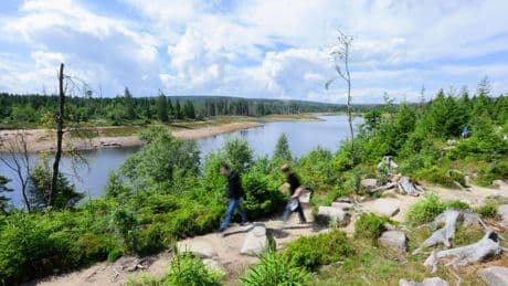Wanderwege in Niedersachsen: Schöne Routen zwischen Moor und Heide