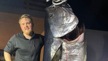 Norwegen: Angler fängt 280 Kilo schweren Thunfisch