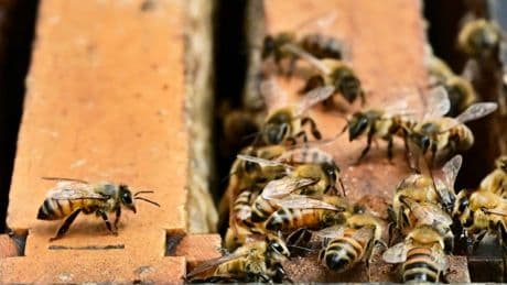 LKW mit Bienenstöcken verunglückt: US-Polizei warnt vor 250 Millionen Insekten