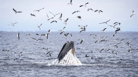 As Trump pares back ocean protections, California weighs expanding them