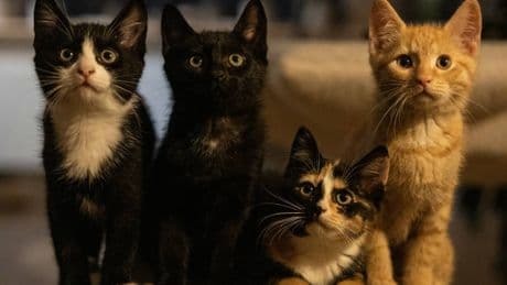 Gatti seviziati on line. Smantellata la rete dei baby torturatori