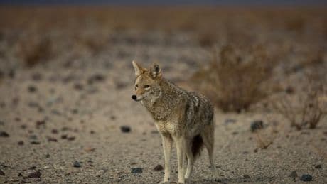 "J'ai cru que c'était un chien": une mère sauve son enfant de six ans d'une attaque de coyote dans un parc américain