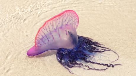 Weird sea creature ‘balloons’ are washing up on North Carolina beaches - here’s what they are