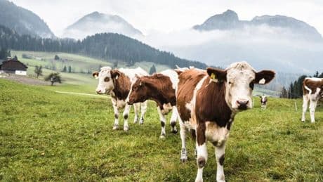 Hiker trampled to death by cows in front of horrified wife while walking dog
