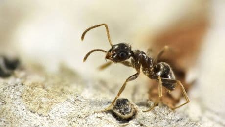 Invasive Arten: Fast 2.000 nicht-heimische Spezies in Deutschland