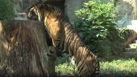 Contro il super caldo, ghiaccioli per gli animali al Bioparco di Roma