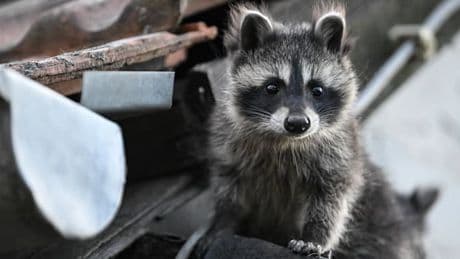 Sorry, aber wir brauchen die Abschussprämie für den Waschbär
