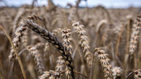 Zwei Chinesen in USA wegen „Agroterrorismus“ angeklagt
