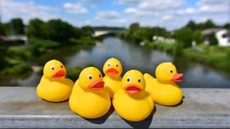 Enten-Eklat in Pankow: Café-Pleite mit ungeahnter Folge