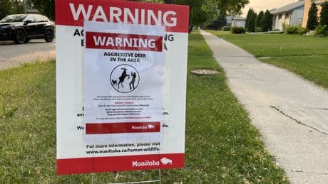 Oh, deer: West Winnipeg residents warned of aggressive animal