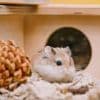 „Zuletzt konsumierte Köstlichkeit“ schuld?: Feuerwehr rettet Hamster, der mit Po in Häuschen feststeckt