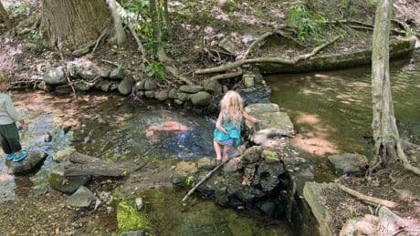 ‘It doesn’t look like it’s filled with sewage’: Fox News host defends RFK Jr swimming in contaminated Rock Creek