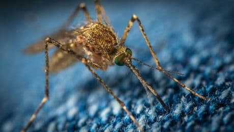 Allarme West Nile