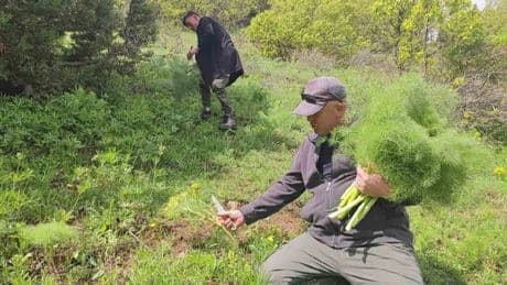 Yüksekova’nın hazinesi deniyor, kimse evde pişiremiyor! Şifasını almak isteyen kendini bahçeye atıyor