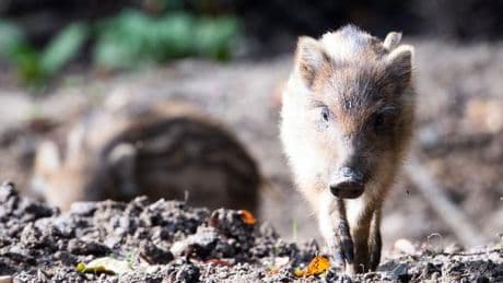 Tiere: Vermeintlicher Einbrecher entpuppt sich als Frischling
