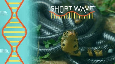A man let snakes bite him for years. He could be the key to a universal antivenom