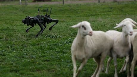 España potencia la ganadería: este perro-robot puede pastorear ovejas sin ayuda humana