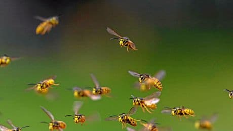 La guêpe, cette mal aimée aux précieux atouts