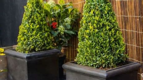 Clearance sale offers gardeners last chance to buy stylish faux lead planters for £30 less