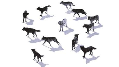 Heureux comme un loup en Europe
