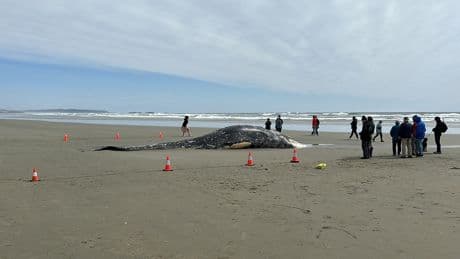 Dead grey whale washes up on western Vancouver Island beach