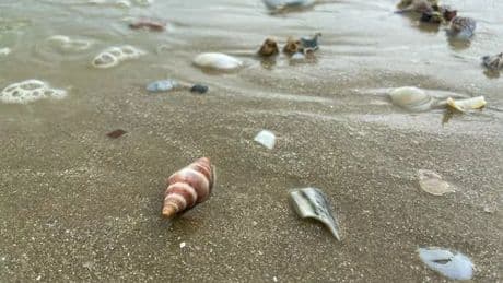 Beach tourists urged to AVOID picking up eye-catching shell - it could kill you