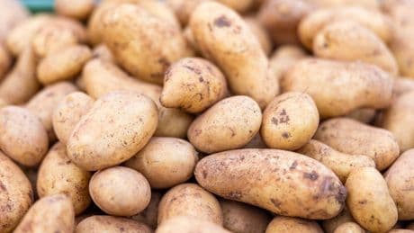 Kartoffelpreise stark eingebrochen: Preise so niedrig wie nie