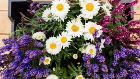 Ten-piece cottage garden plant set worth £80 now £30 and will add colour to your garden