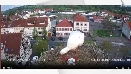 Sarralbe: le couple de cigognes Maurice et Mélodie a accueilli son premier cigogneau de l'année