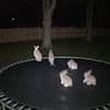 Viral 'bunnies on a trampoline' video is revealed to be AI - These are the subtle clues that give away the hoax