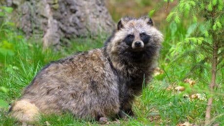Le chien viverrin est-il le bienvenu aux Pays-Bas ?