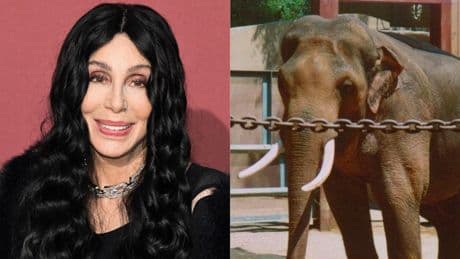 « Ils ont vécu l’enfer » : Cher milite pour que des éléphants du zoo de Los Angeles intègrent un sanctuaire